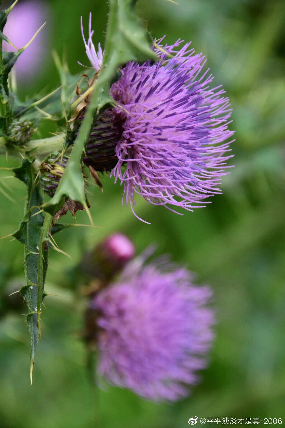 蓟,菊科,蓟属多年生草本植物,全草入药,治热性出血,叶治瘀血|菊科|瘀