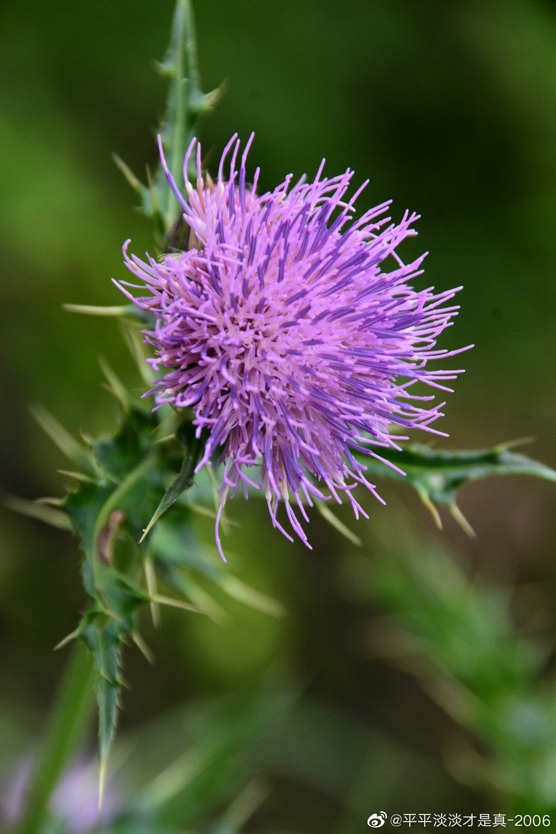 蓟,菊科,蓟属多年生草本植物,全草入药,治热性出血,叶治瘀血|菊科|瘀