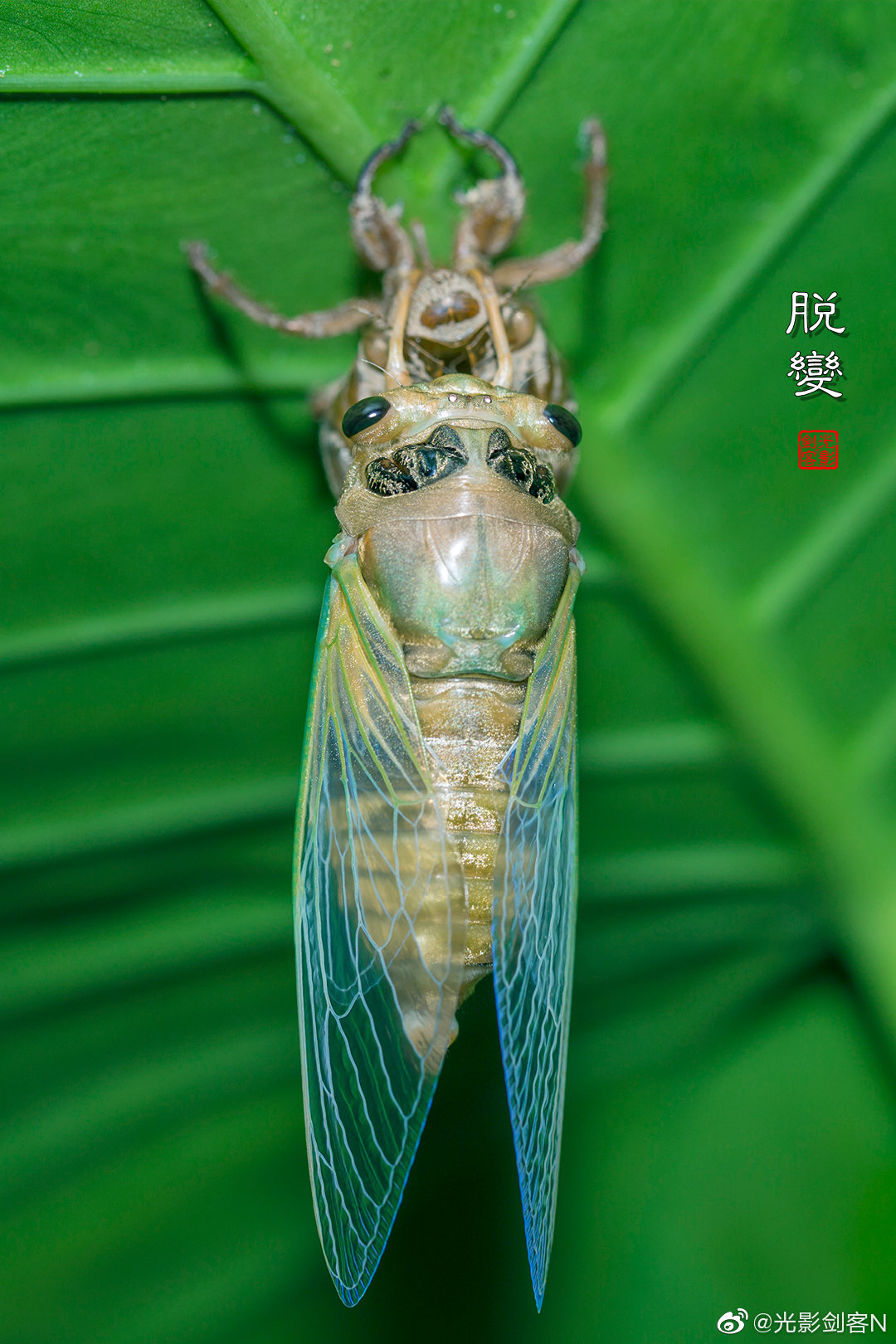 蝉知脱变预知盛夏有多热知了知了告诉你