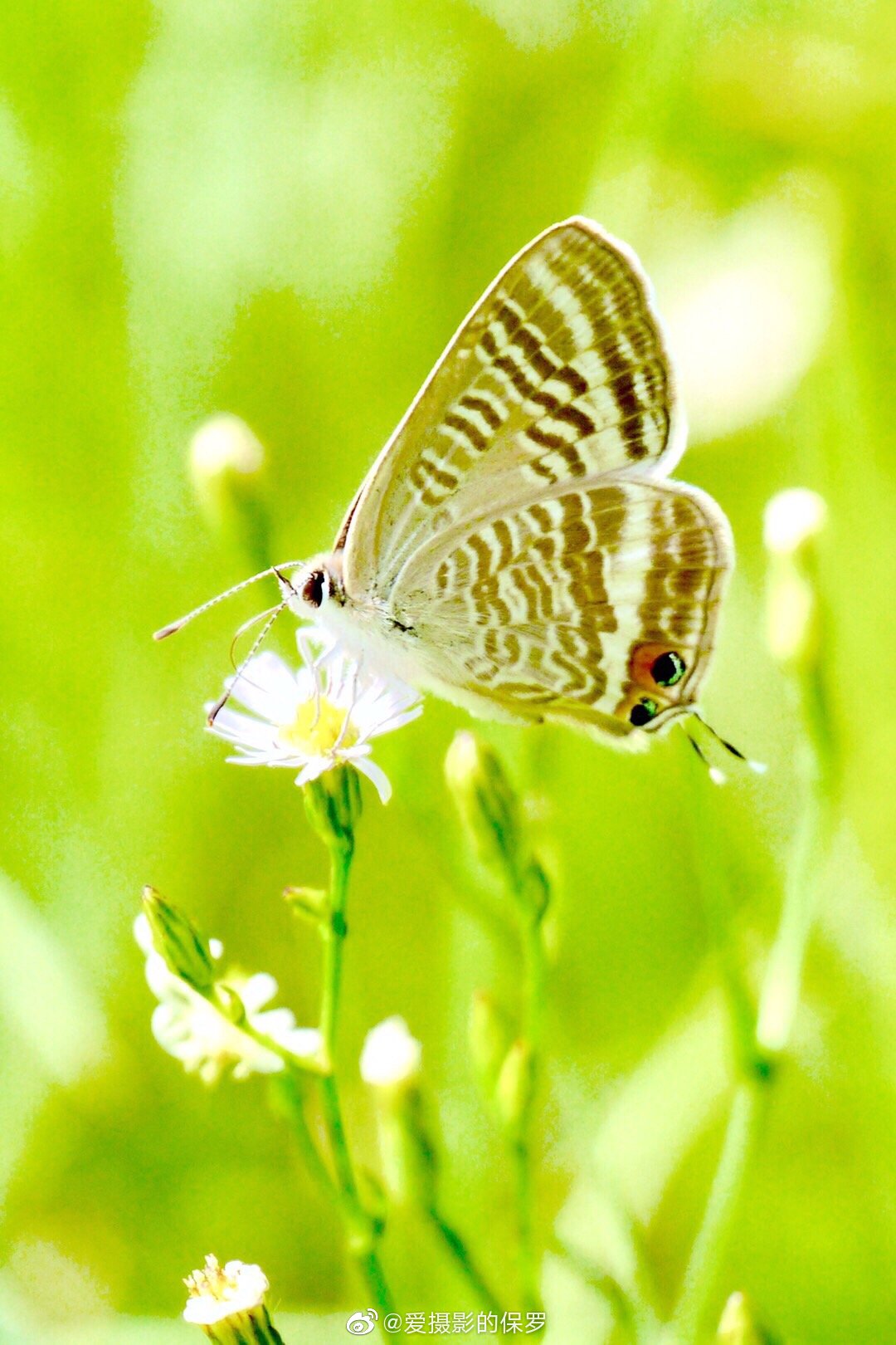 秋虫 野趣 小野花名叫 钻叶紫菀 秋虫名叫 亮灰蝶 高清图集 新浪网 秋虫 野趣 小野花名叫 钻叶紫菀 秋虫名叫 亮灰蝶 高清图集 新浪网
