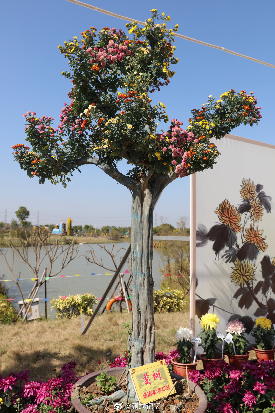 菊树一一菊花艺术盘景.(拍摄于2019小榄菊花会)