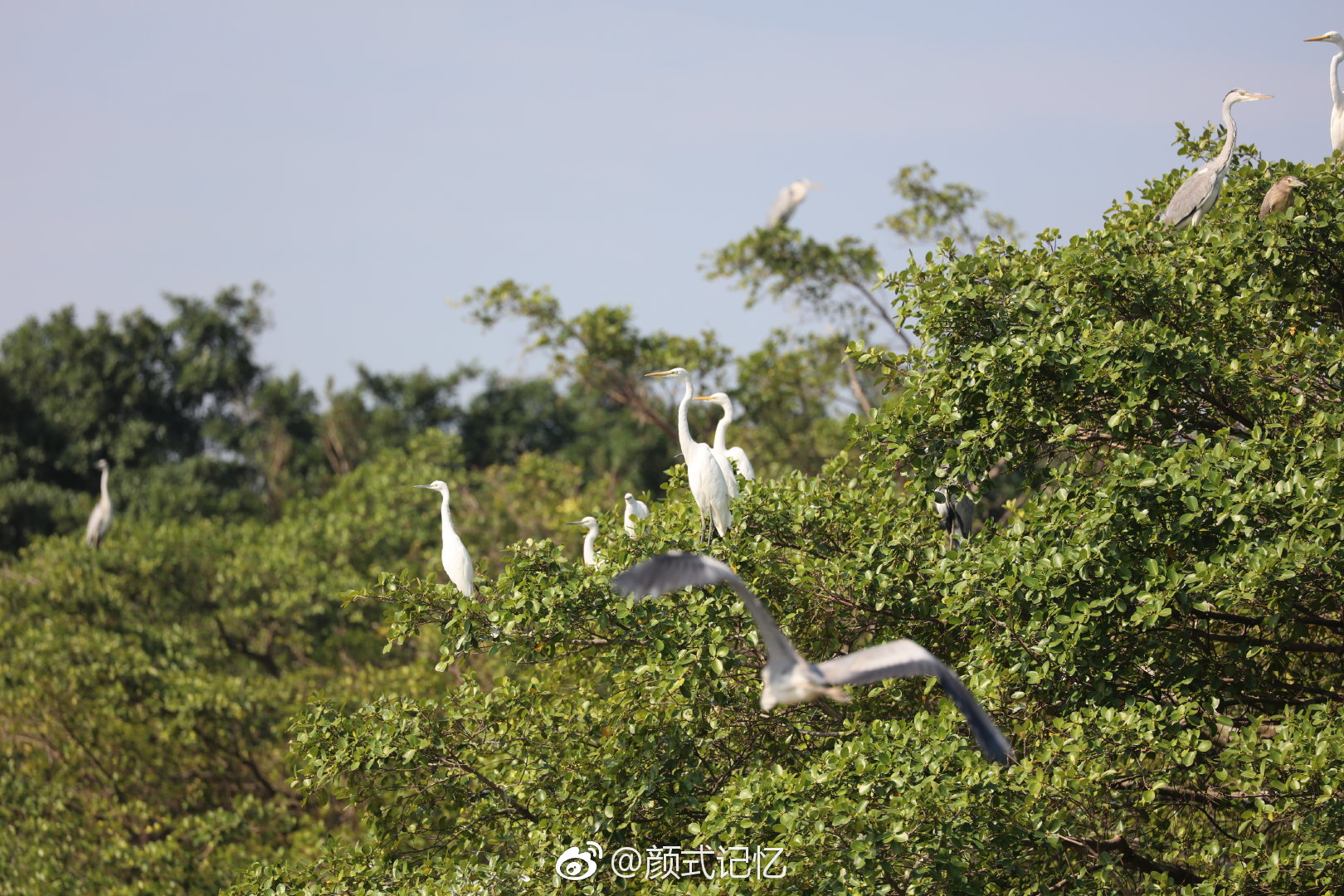 观鸟,赏鸟,走进"鸟的天堂"一一"小鸟天堂"