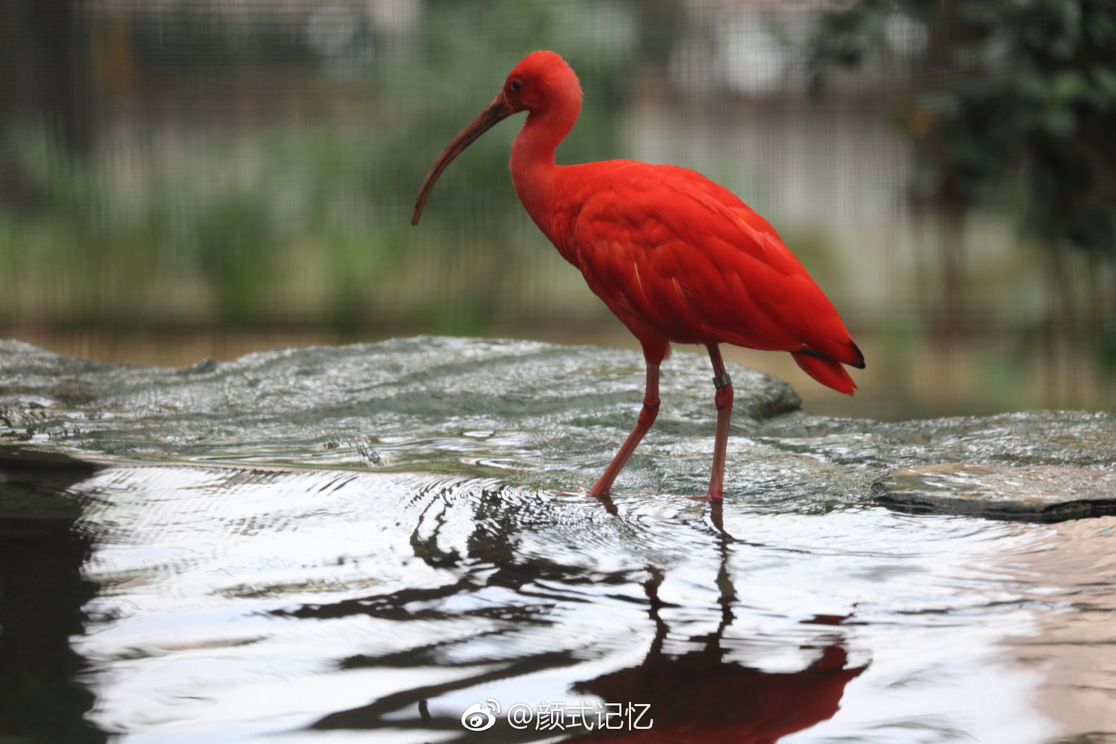 世上最红的鸟珍鸟一一朱鹭鸟美洲红鹮