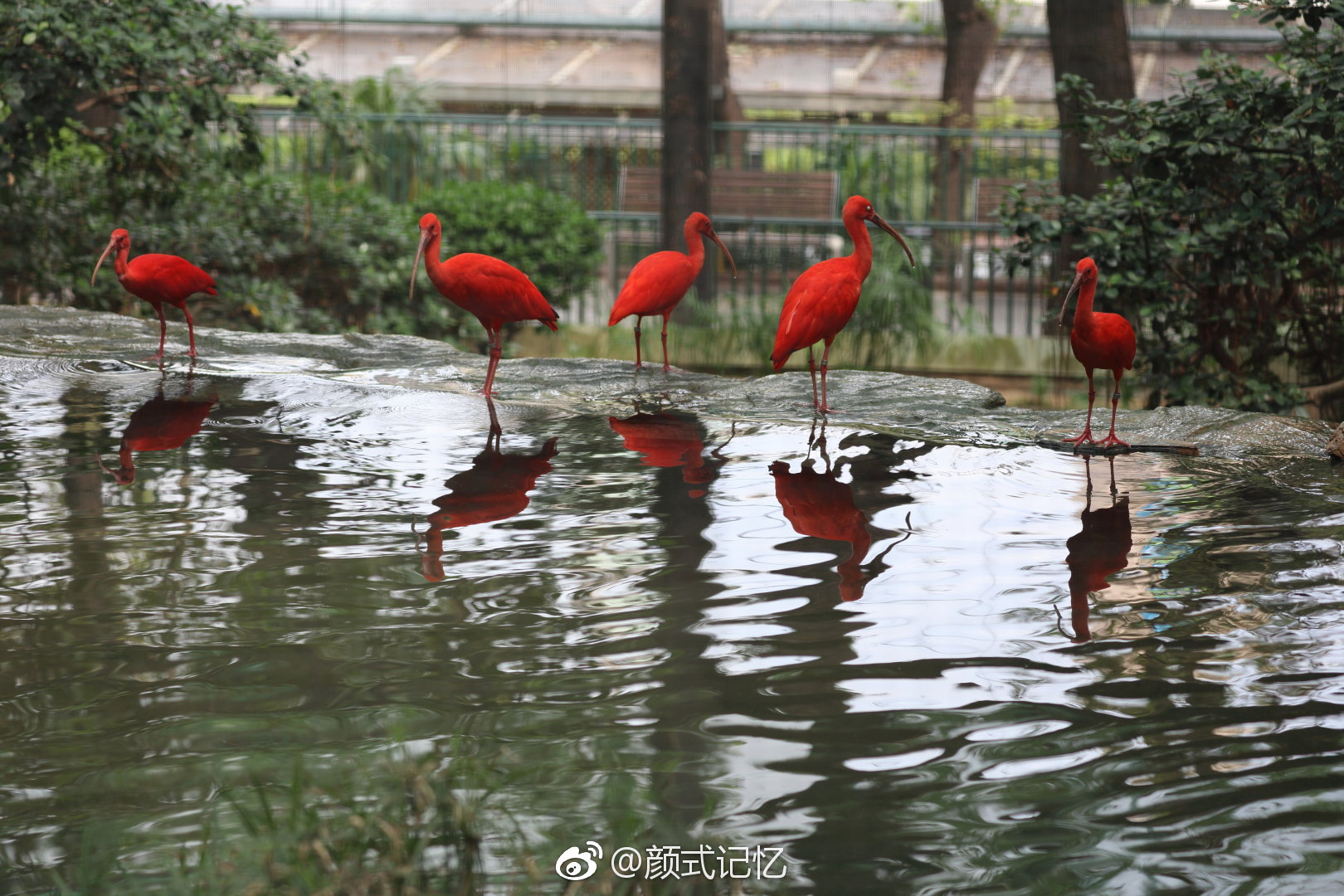 世上最红的鸟,珍鸟一一朱鹭鸟(美洲红鹮)|美洲|鸟|鹭鸟|观鸟|拍摄_新浪新闻