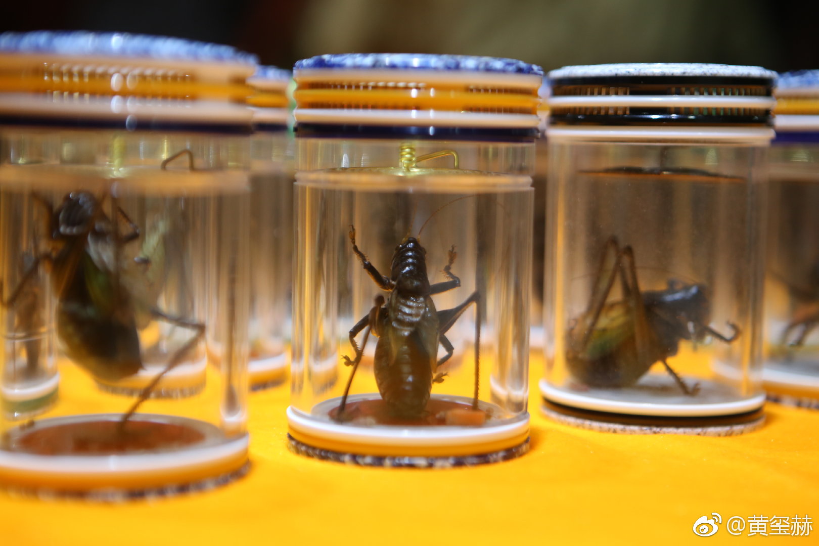 2019老马鸣虫杯蝈蝈大赛昨日在三旗百汇隆重举行