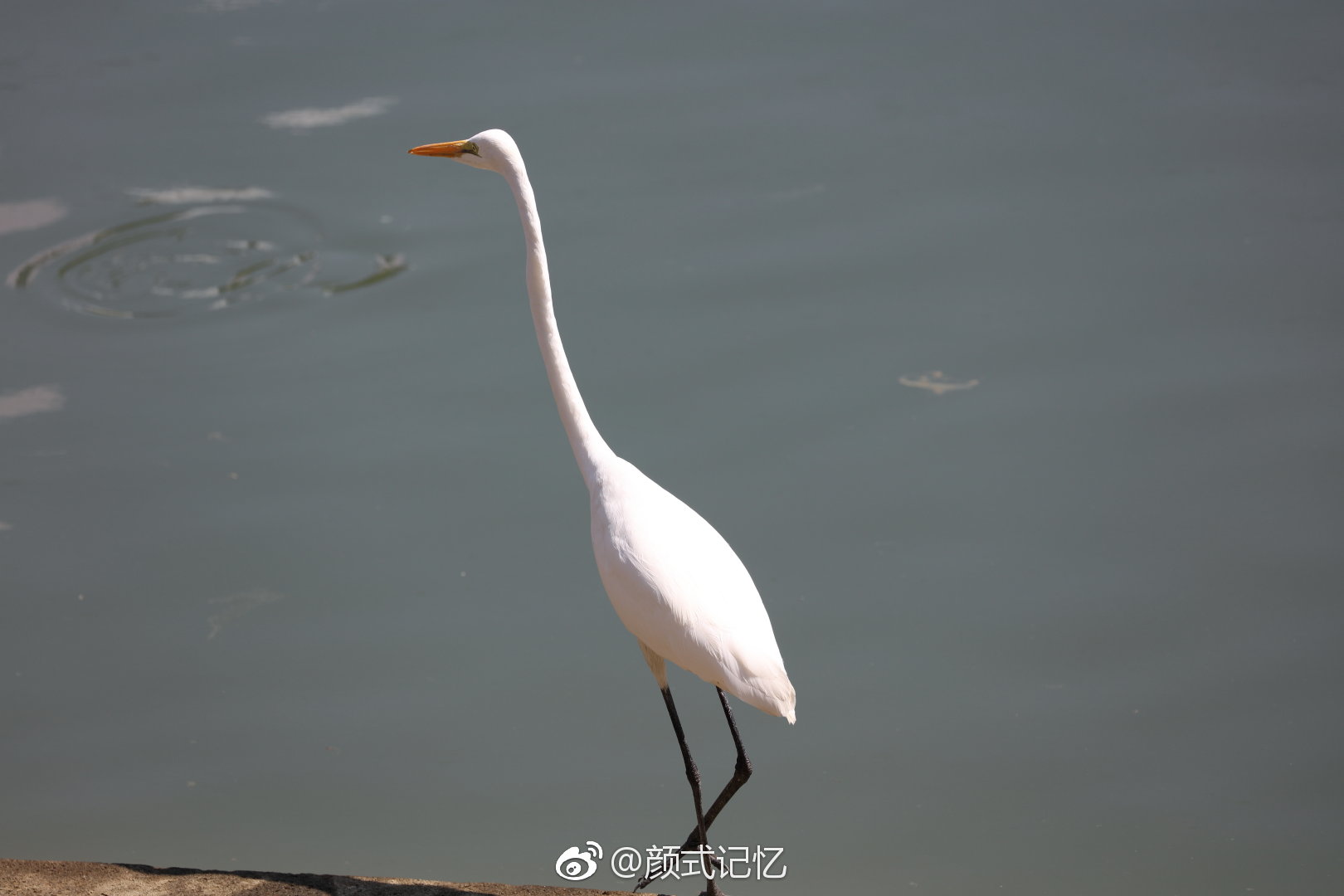 观鸟拍摄〕|鹭鸟|观鸟|大白_新浪网
