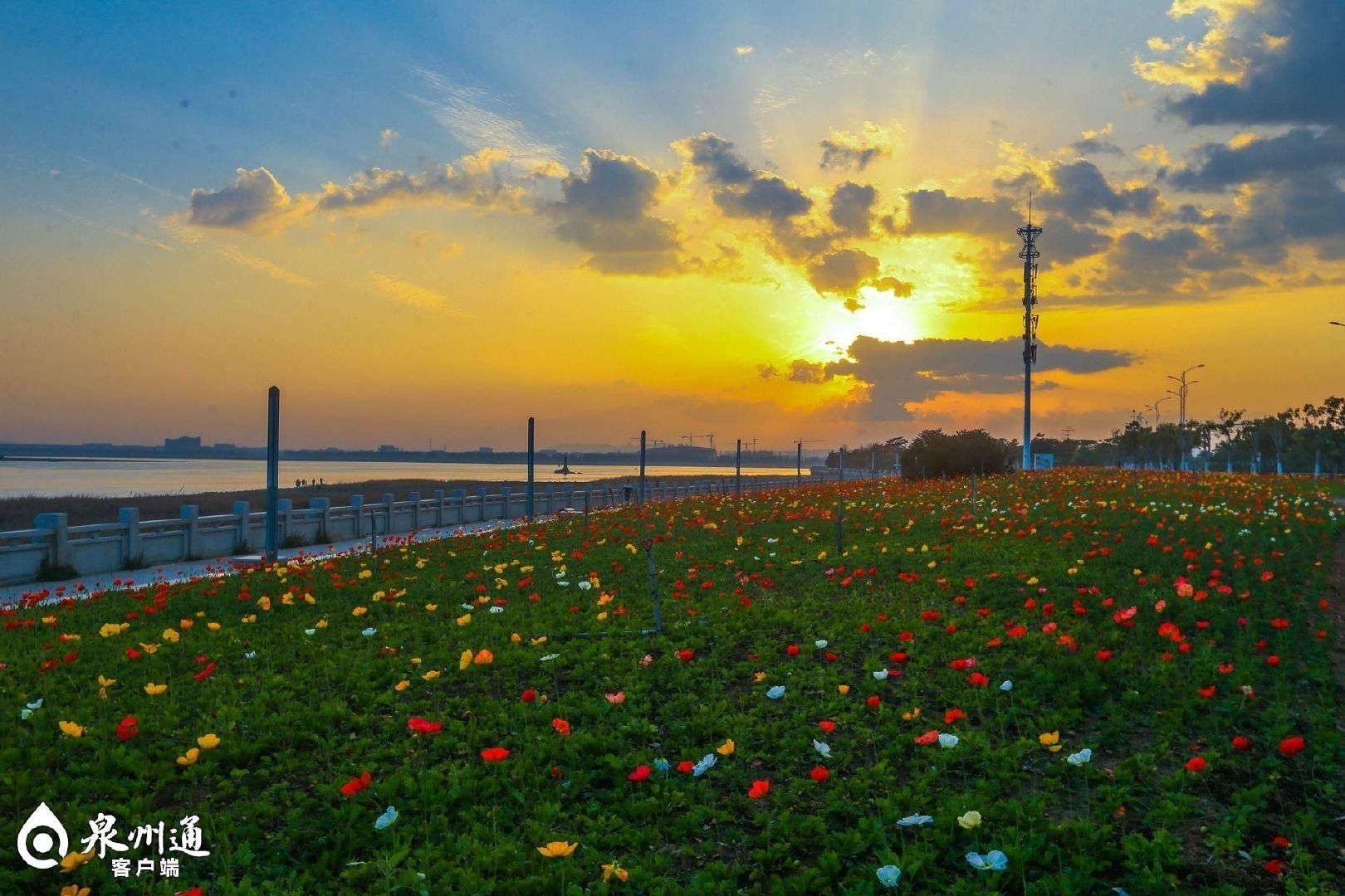 今春赏花在谁家 泉州花海如梦如幻|如梦|樱花|滨海公园_新浪新闻
