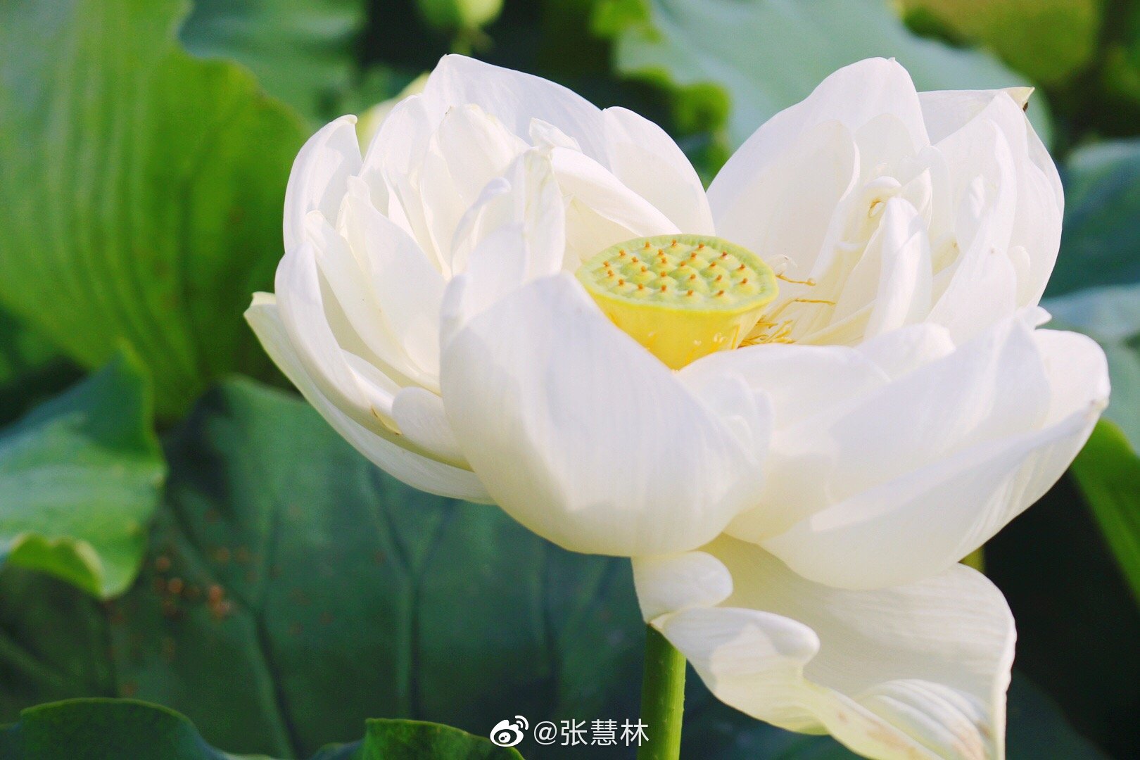 绿塘摇滟接星津轧轧兰桡入白苹应为洛神波上袜至今莲蕊有香尘