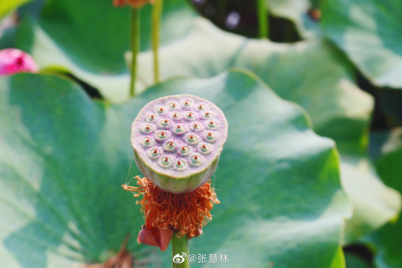 绿塘摇滟接星津，轧轧兰桡入白苹。应为洛神波上袜，至今莲蕊有香尘