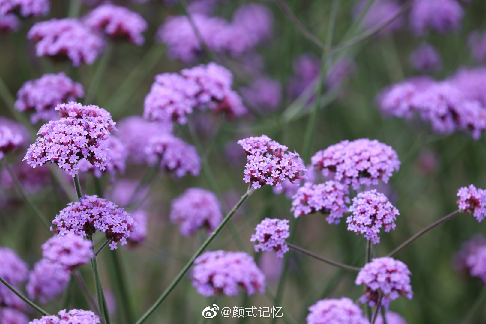 正义期待一一柳叶马鞭草催情草游云南大理