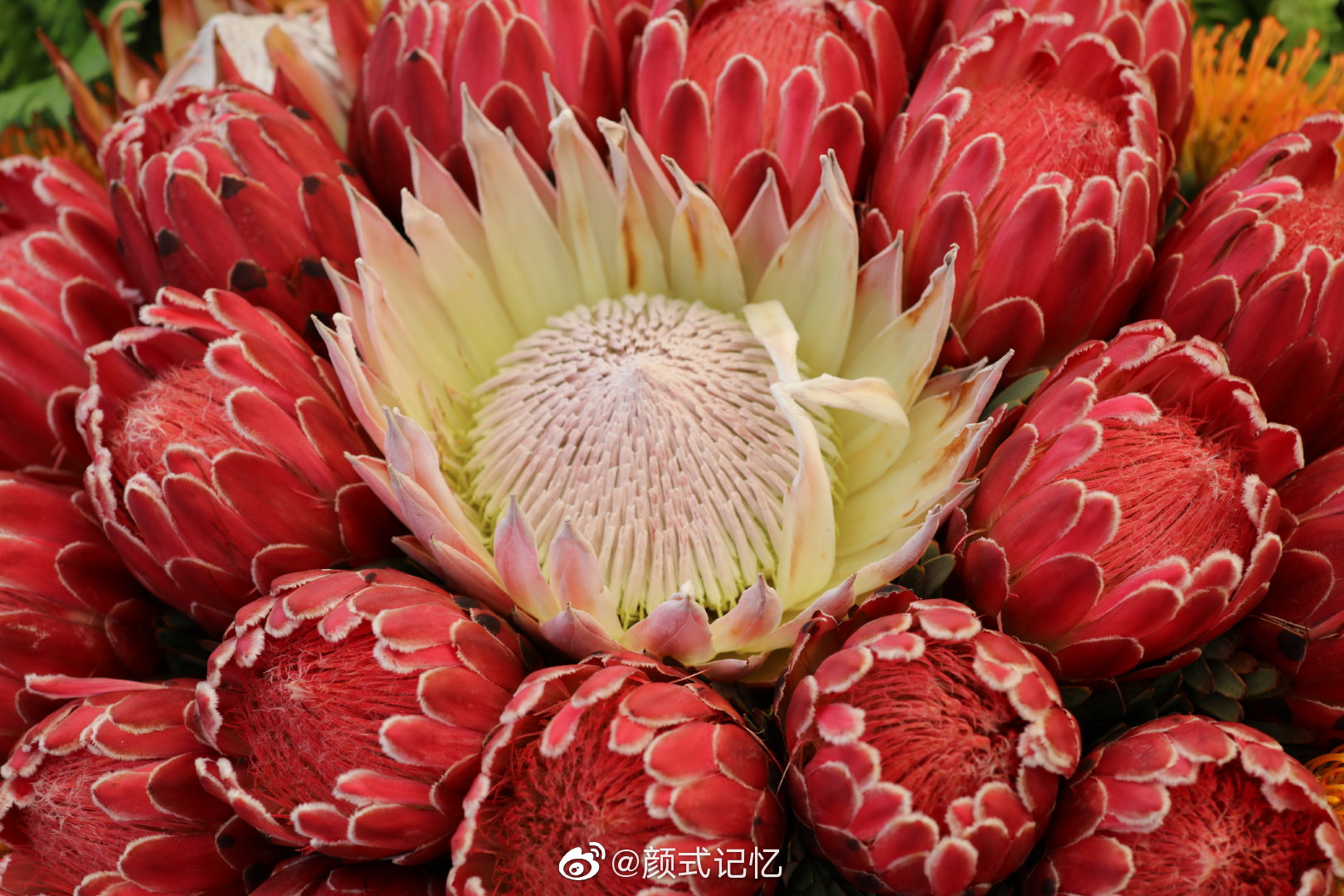 胜利圆满富贵吉祥一一帝王花开贺国庆南非共和国的国花