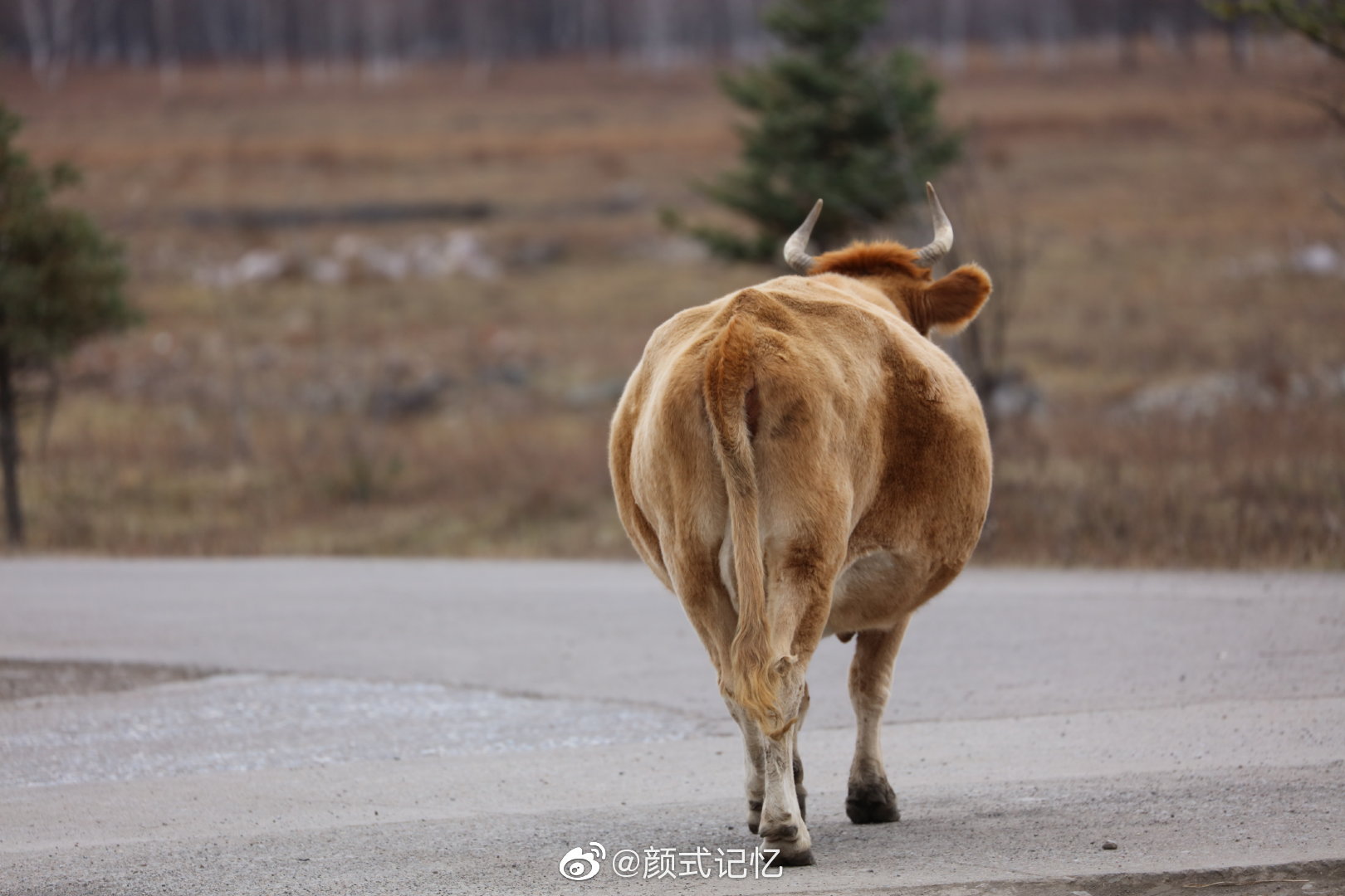 财富与力量的象征一一金牛(蒙古牛