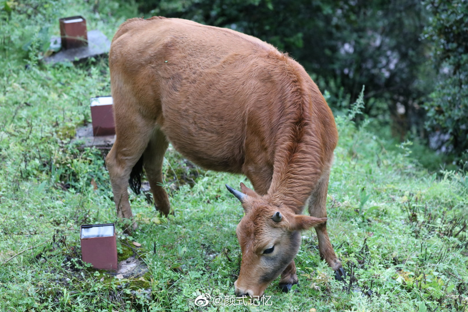 财富与力量的象征一一金牛(蒙古牛