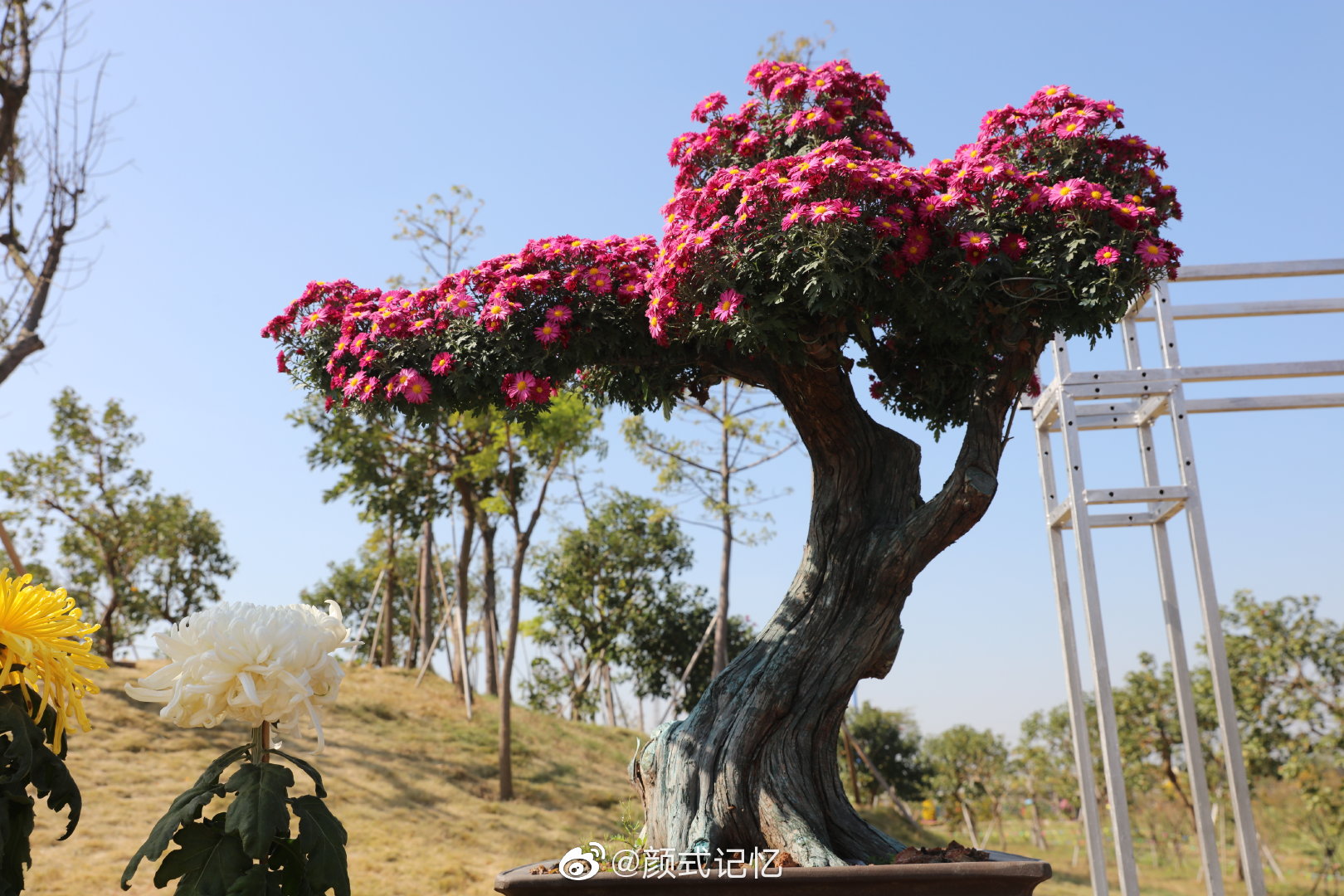 菊树一一菊花艺术盘景.(拍摄于2019小榄菊花会)