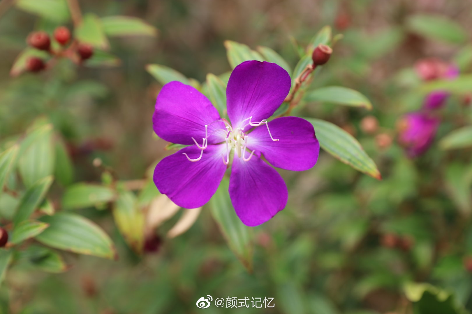 自然一一野牡丹花.(拍摄于广东省云浮市天露山梅溪小镇)