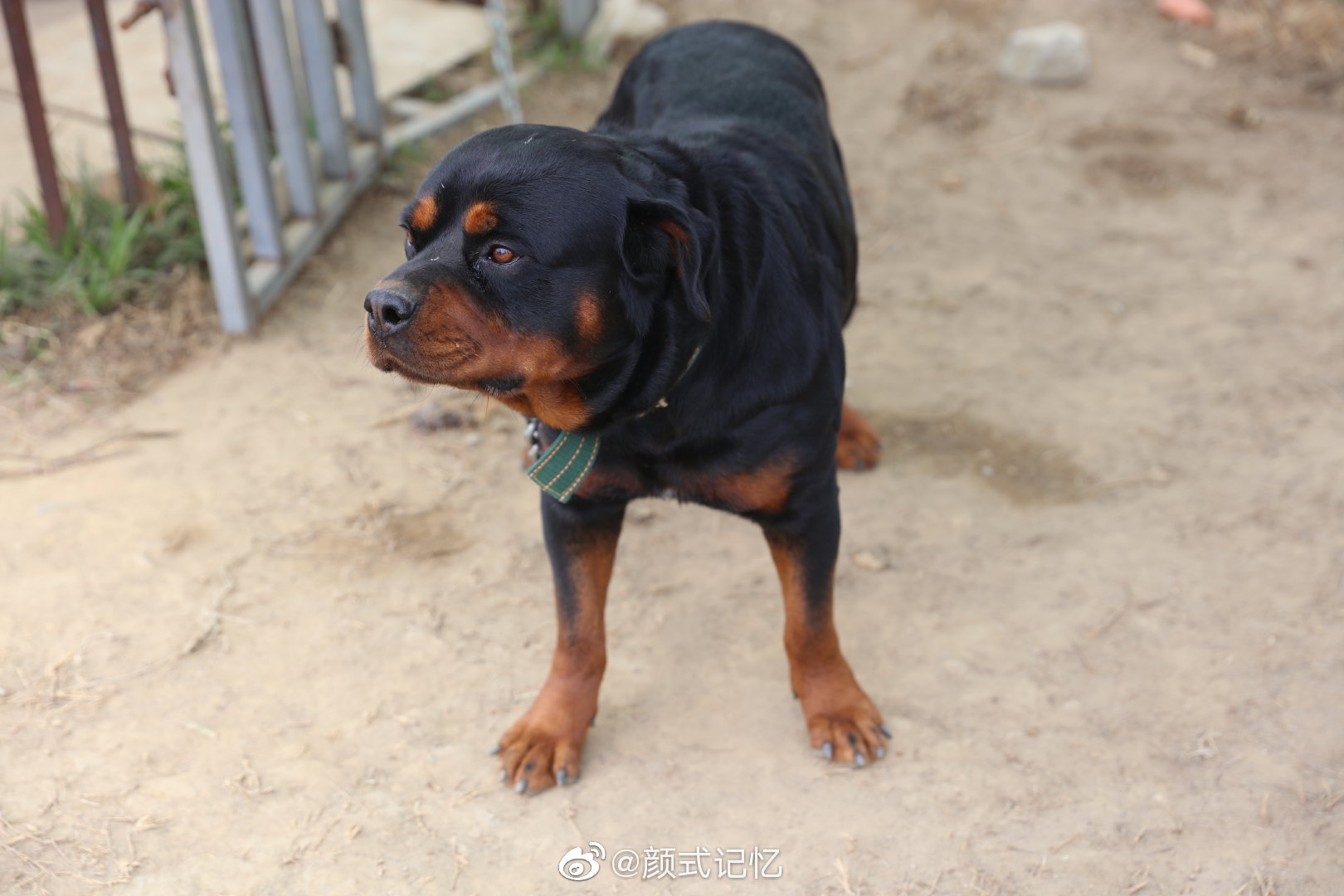 恶犬一一罗威纳犬(护卫犬,忠心卫士)身体强壮,动作迅猛_高清图集_新浪