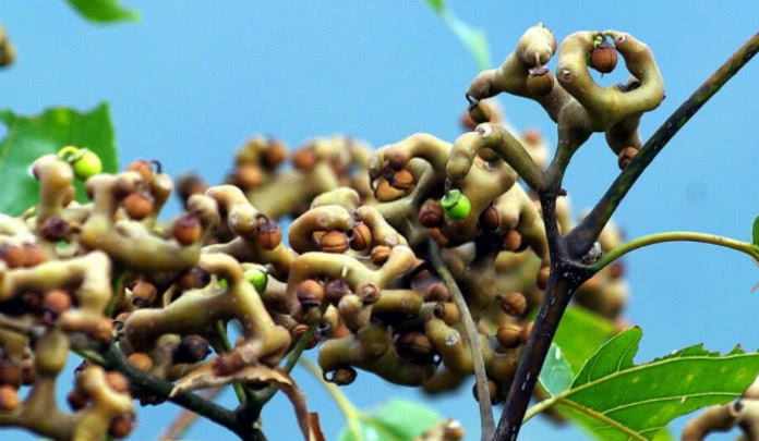 农村常见的野果拐枣,农村小伙捡了一袋子,你们小时候吃过没