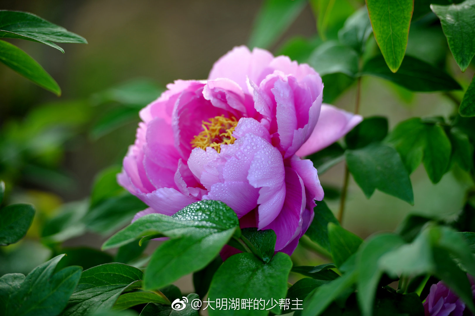 清明方过谷雨已悄然而至谷雨前后是牡丹花开的重要时段因而