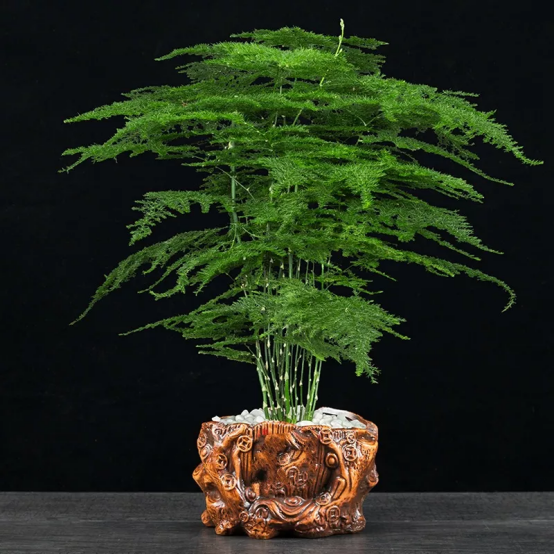 文竹要舍得剪,剪成"小森林",摆在家里特别赏心悦目!|文竹|小森林|枝条