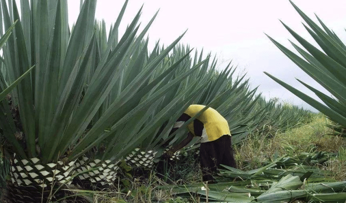 中国派遣他去非洲种植上万亩剑麻, 让黑人家家户户奔小康