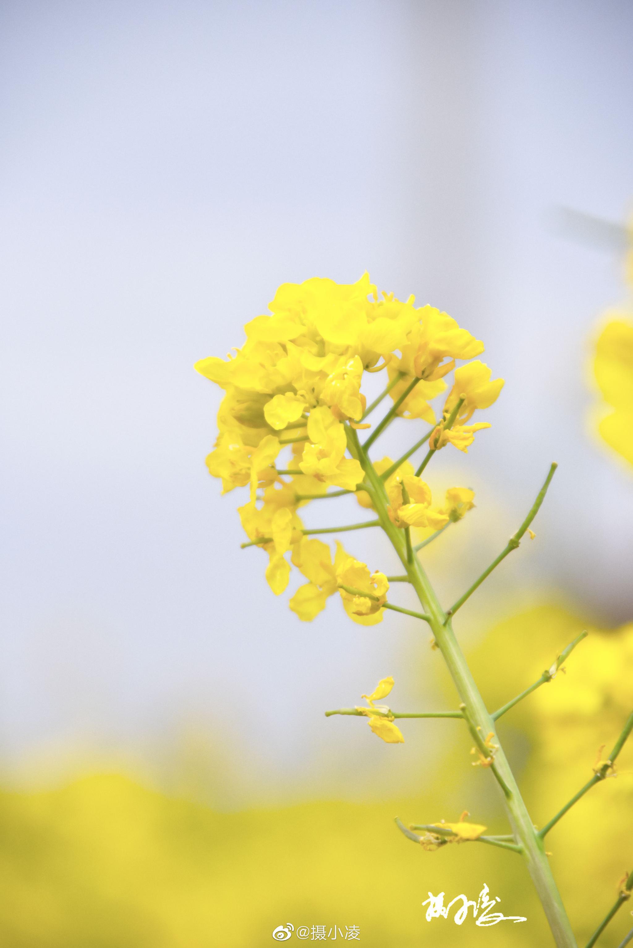 俺们村的油菜花第二波@天水微资讯 @天水热线网 @天水城事 @天水晨