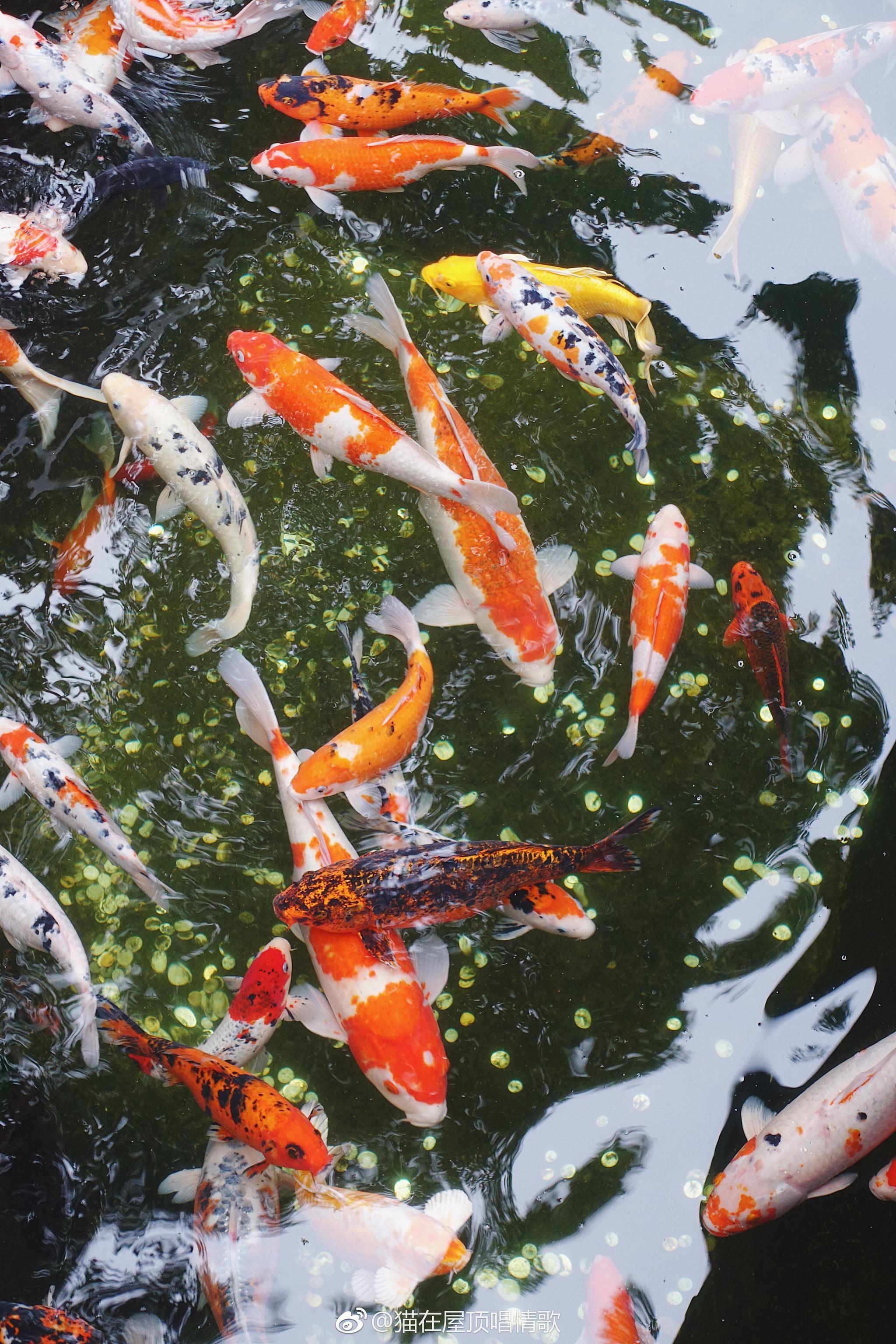 寒山寺的一池锦鲤祝愿所有看到的人都能好运连绵