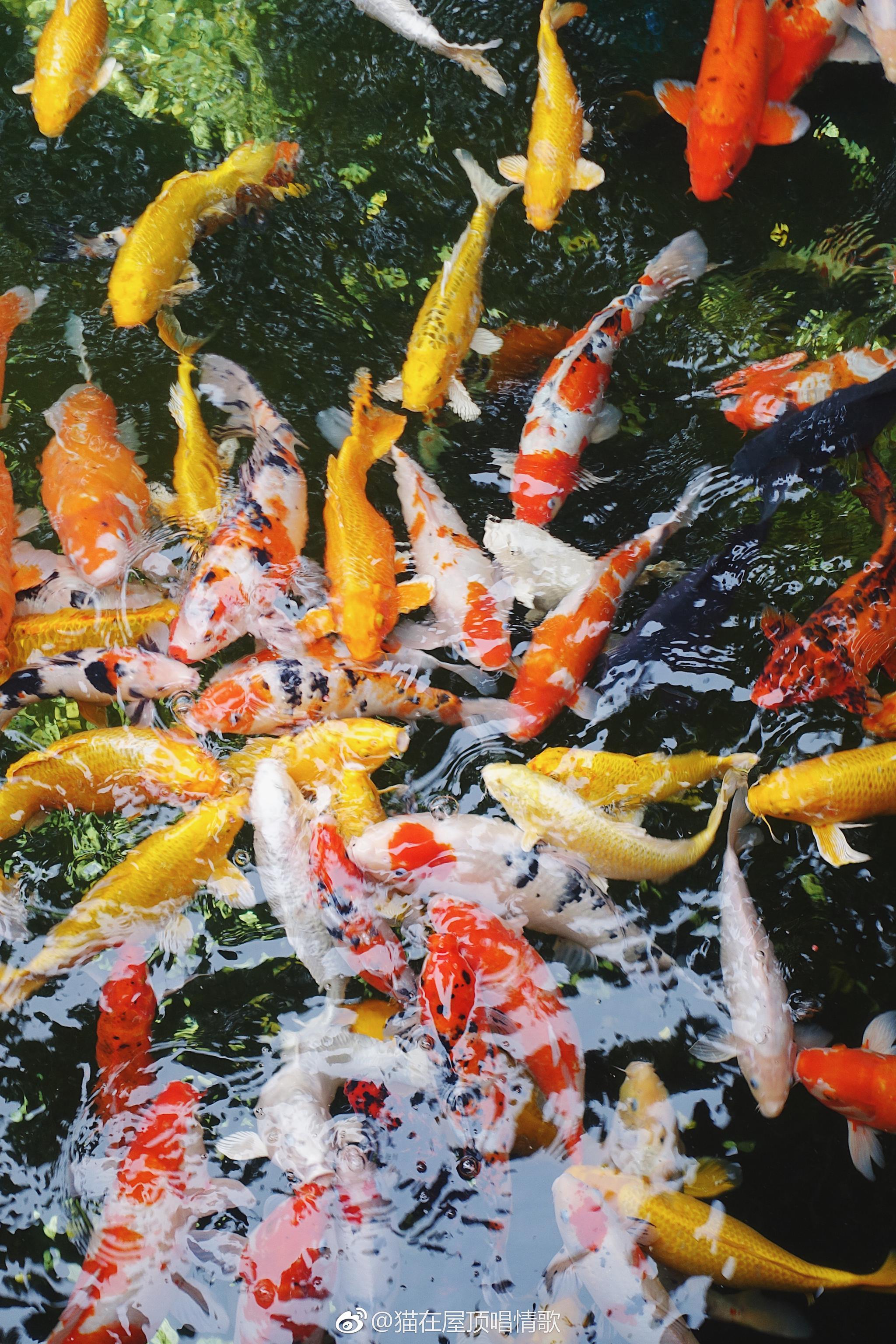 寒山寺的一池锦鲤祝愿所有看到的人都能好运连绵