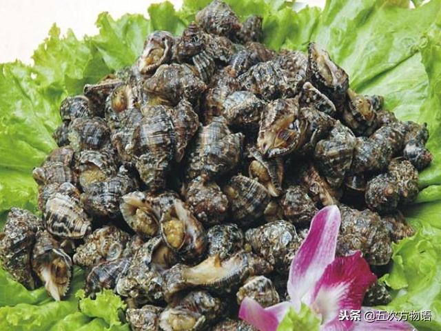青岛人常吃的海螺,其实没几种