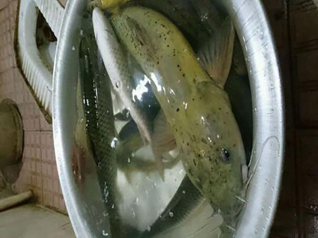 芝麻剑鱼只追求野外生存从未被人工养殖