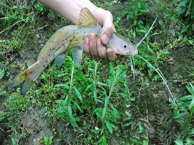 芝麻剑鱼只追求野外生存从未被人工养殖