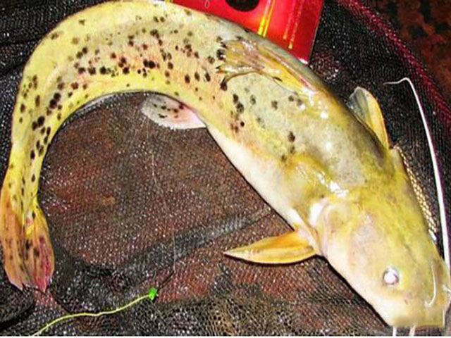 鲈鱼,鳊鱼,野生鲫鱼等等,但还有一种形似鲶鱼的芝麻剑鱼也不能忽略,只