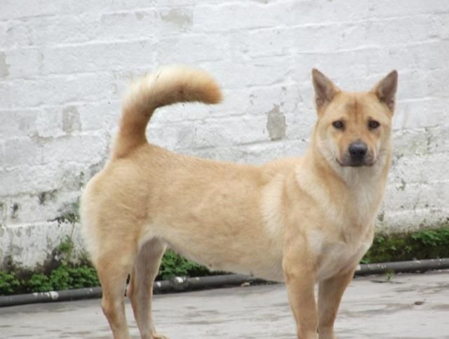 我国土生土长的板凳狗犬中的矮脚虎日本狼青犬的克星