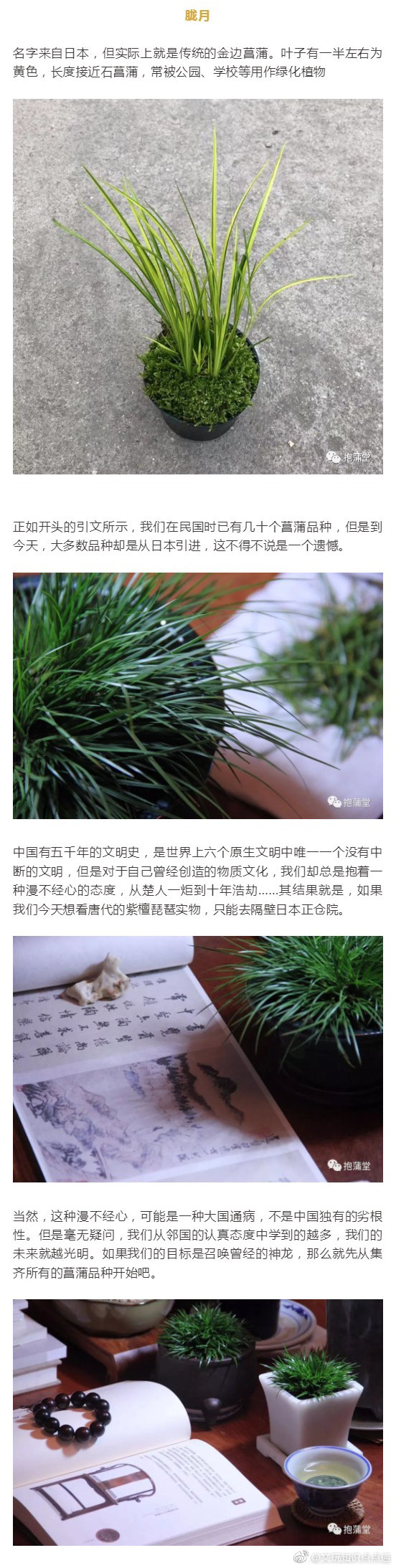 常见的菖蒲品种分类