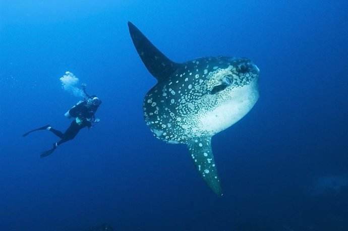 地球上形状最奇特的鱼,身子感觉被削去了一半,只剩下一个头!