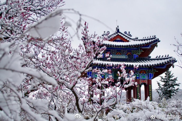 梅花山至高点博爱阁,有着江南独特的古建筑风格,梅花绽放之时|南京|摄影|韵味|影星|粉色_新浪新闻