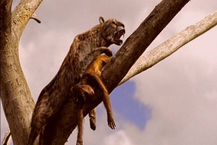 恐猫,能肆意的蹂躏人类祖先的动物,100万年前已经灭绝|猫|剑齿虎|灭绝