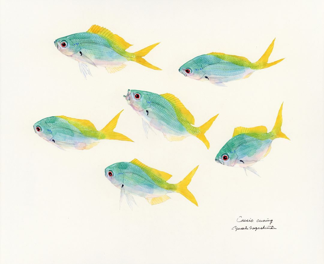 《 鱼谱 》水彩画作品欣赏!by - 日本艺术家 yusei nagashima