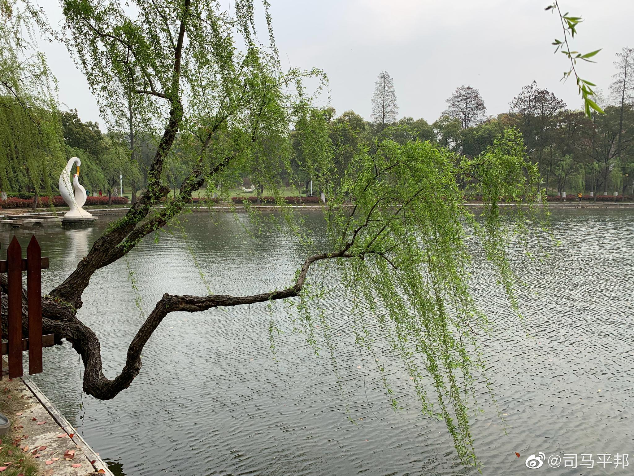 网上找了半天也没查清这种柳树的具体种类是什么,我认为它们比武大的