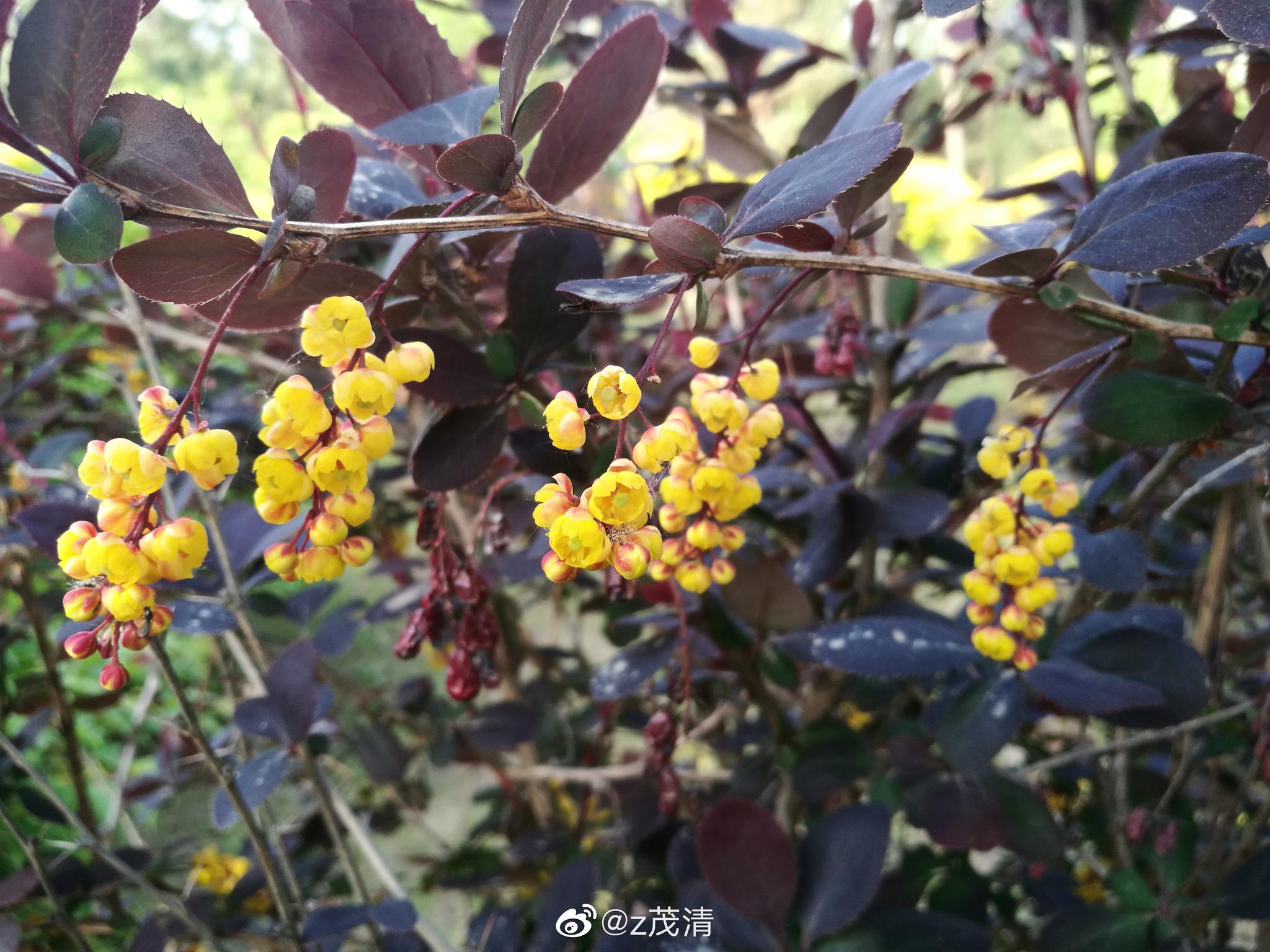 图片素材 : 花, 餐饮, 生产, 年生植物, 叶蔬菜 3120x4160 - - 120635 - 素材中国, 高清壁纸 - PxHere摄影图库