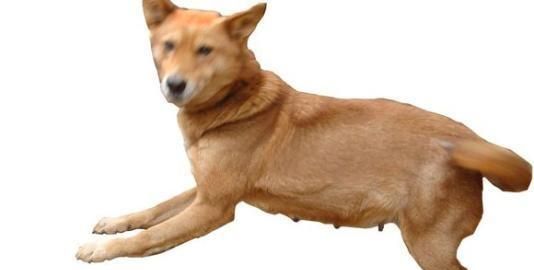 我国土生土长的板凳狗犬中的矮脚虎日本狼青犬的克星