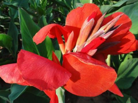 芭蕉极具热带风情 下面这6种芭蕉科植物 肯定有你没见过的