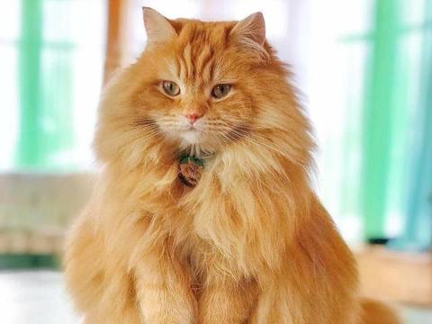 一只长毛胖橘最后的倔强：我不胖！我只是毛茸茸！|长毛|橘猫|猫_新浪新闻
