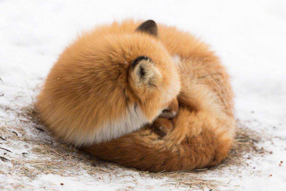 寒冬时狐狸缩成一团睡觉的模样真可爱
