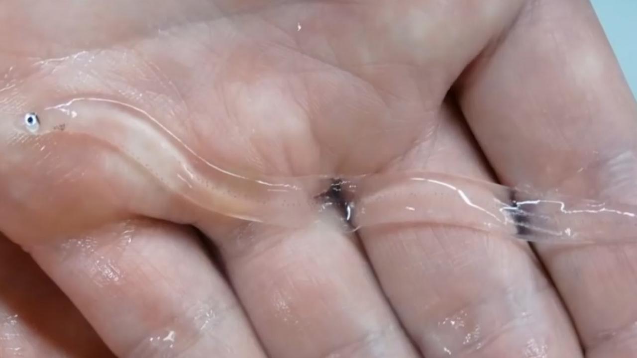 这种透明状态不是一直存在的,柳叶鳗的一生总共分为6个状态,分为卵期