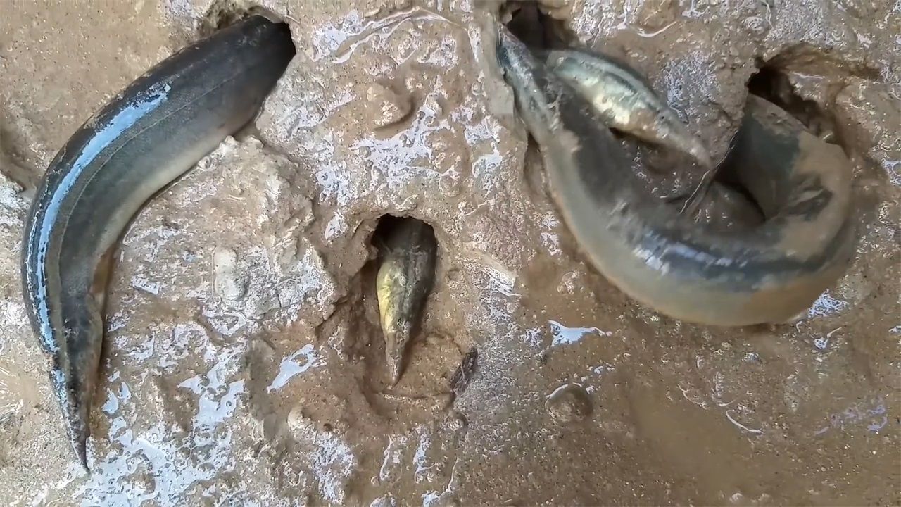 用身子吸收泥土的水分,当泥土的水分也快被蒸干的时候,肺鱼会使出它的