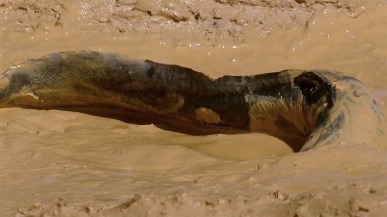 世界上最耐活的鱼在42度的沙漠下没水都能活唯有一种天敌