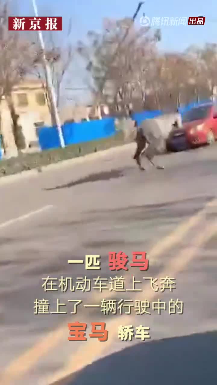 骏马撞宝马车两 马 俱伤警方 事故责任无法明确 骏马撞宝马车两 马 俱伤警方 事故责任无法明确
