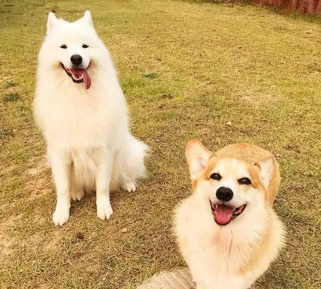 萨摩耶和柯基相恋生下结晶,长大后的模样,让不养狗的人都心动!