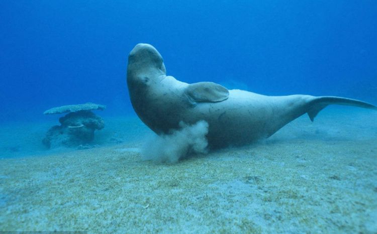 美人鱼真正的原型,拥有优雅的名字:儒艮