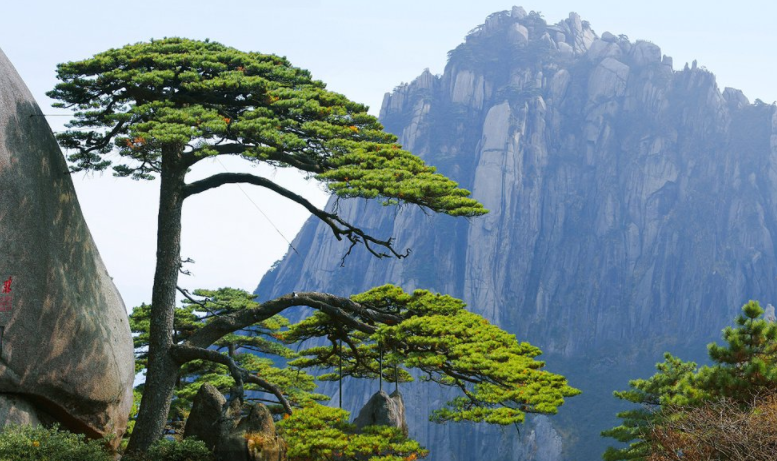 黄山上迎客松800多年始终一个姿势网友是假树吧